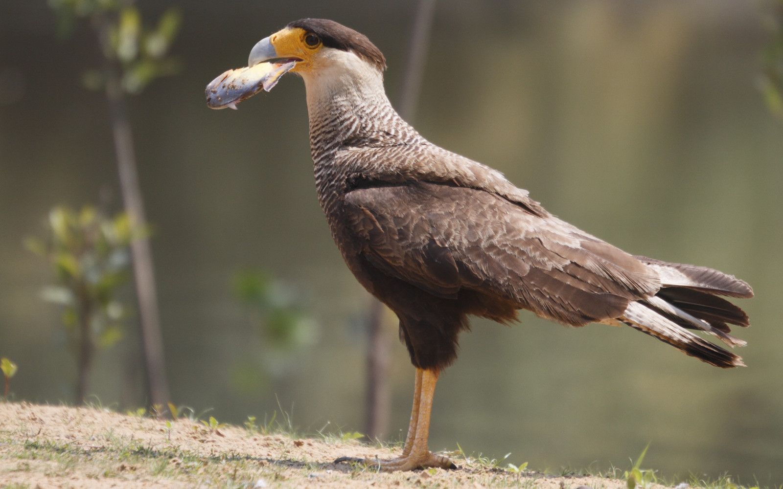 image Southern Caracara